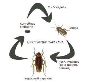 На фото описан цикл жизни тараканов